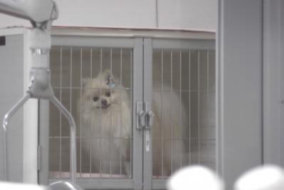 まだでちか?