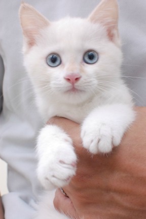 白猫