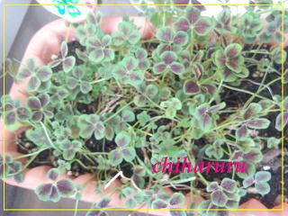 IMG_20120801_122758.jpg