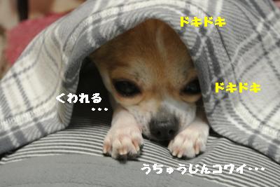 20120105+030_convert_20130105224834.jpg