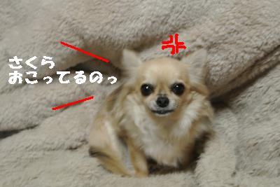 20120112+001_convert_20130112084537.jpg