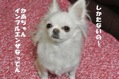 20120112+002_convert_20130112085034.jpg