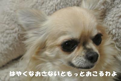 20120112+004_convert_20130112085142.jpg