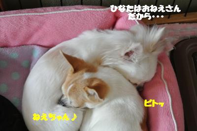 20120312+013_convert_20130314110747.jpg