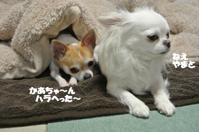 20120314+010_convert_20130315104320.jpg