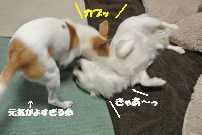 20120314+033_convert_20130401103720.jpg