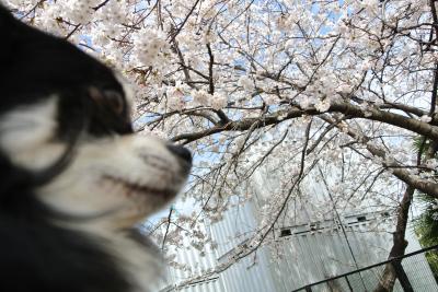 20120329+006_convert_20130329101723.jpg