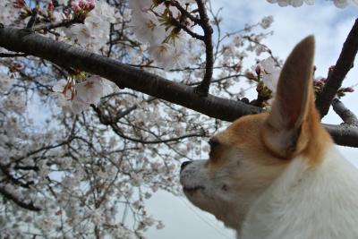 20120329+008_convert_20130329101757.jpg