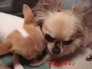 蟆城未+299_convert_20120710104822