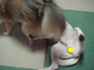 蟆城未+305_convert_20120713091538