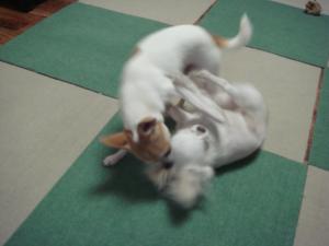 蟆城未+300_convert_20120713091435