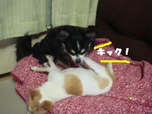 蟆城未+333_convert_20120713095617