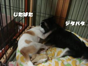 蟆城未+337_convert_20120713092655