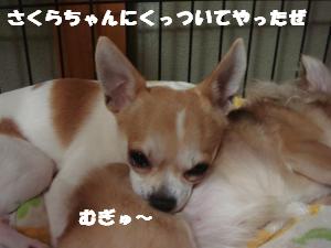 蟆城未+444_convert_20120727101921