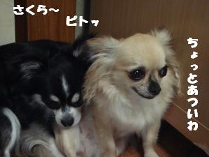 蟆城未+344_convert_20120731131800