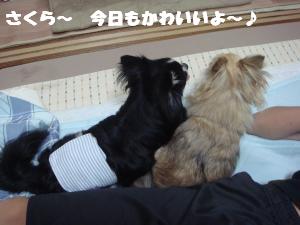 蟆城未+362_convert_20120731131832