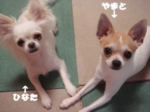 蟆城未+341_convert_20120801132400