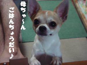 蟆城未+508_convert_20120802094744