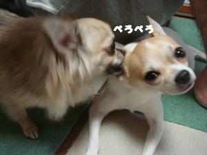 蟆城未+577_convert_20120803104154