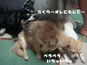 蟆城未+580_convert_20120803104225