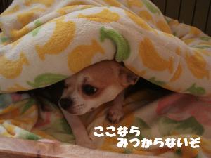 蟆城未+545_convert_20120803155916