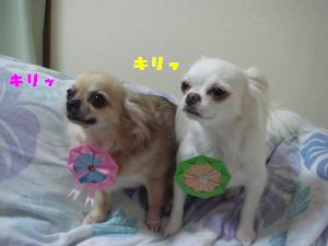 蟆城未+600_convert_20120806111730