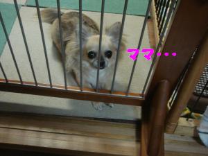 蟆城未+638_convert_20120807110748