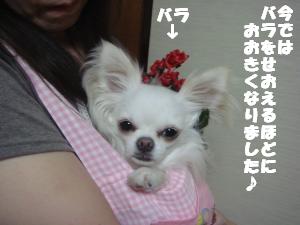 蟆城未+624_convert_20120807154405