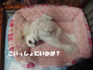 蟆城未+678_convert_20120810133716