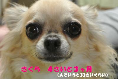 蟆城未+722_convert_20120820105717