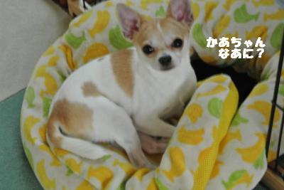 蟆城未+787_convert_20120822092752