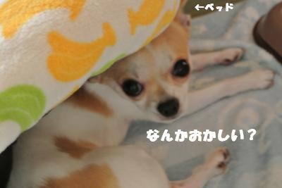蟆城未+812_convert_20120822092843