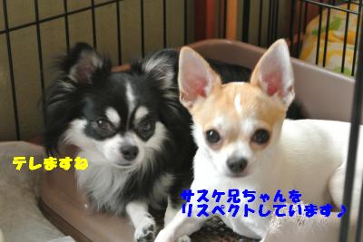 蟆城未+818_convert_20120822093230