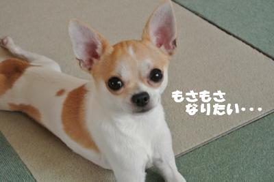 蟆城未+822_convert_20120827101119