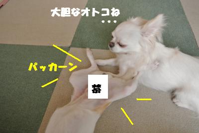 蟆城未+919_convert_20120829102101