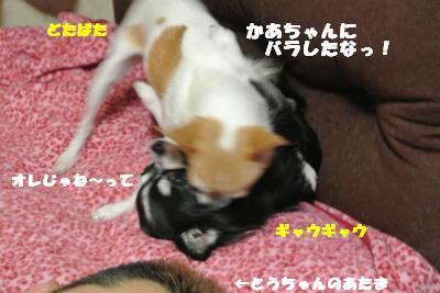 蟆城未+1041_convert_20120912102333