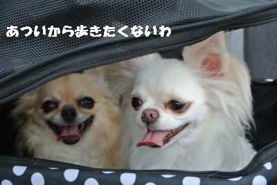 20120917豌エ荳・005_convert_20120919215450