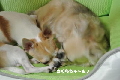 蟆城未+1081_convert_20120924105819