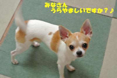 蟆城未+877_convert_20120924105535