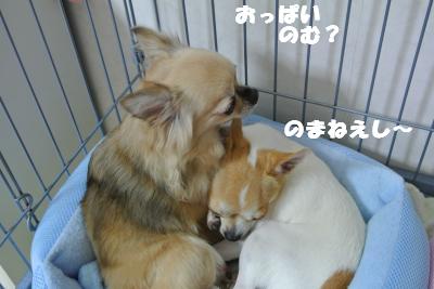 蟆城未+1112_convert_20120926100026