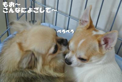 蟆城未+1108_convert_20120926095812