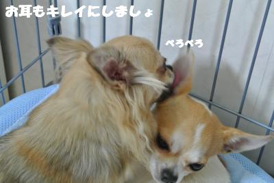 蟆城未+1110_convert_20120926095915