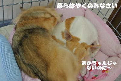 蟆城未+1101_convert_20120926095546