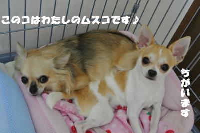 蟆城未+1105_convert_20120926100107