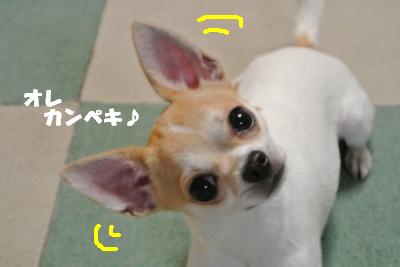 蟆城未+1115_convert_20120928105854