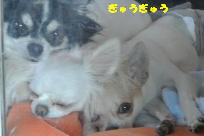 蟆城未+1119_convert_20121001132010