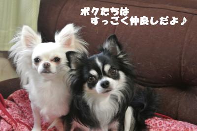 蟆城未+1101_convert_20121005104055