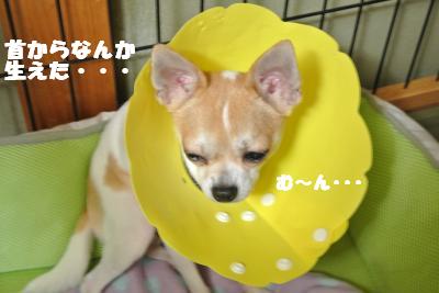 蟆城未+003_convert_20121010094647