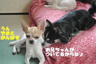 蟆城未+033_convert_20121010095434
