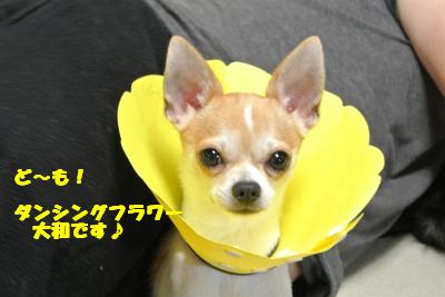 蟆城未+033_convert_20121011093312